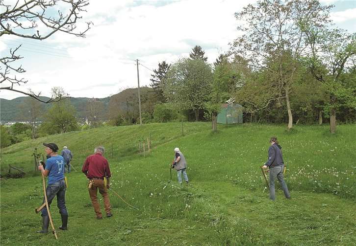 Die Technik des Sensens will gelernt sein.Gisela Boneß-Klein