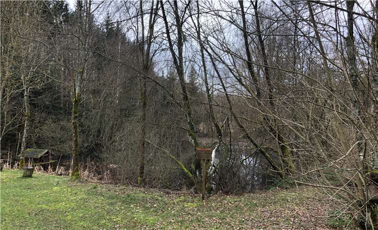 Die Teichanlage war vor der Sanierung völlig verwildert und unansehnlich.