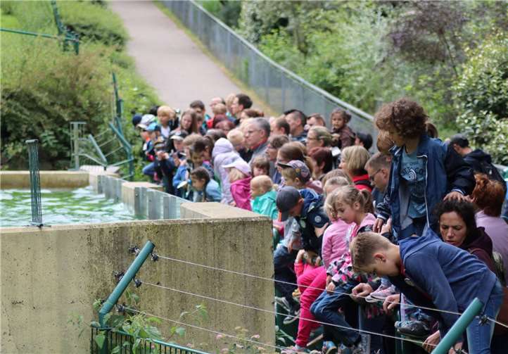 Die Teilnehmer des Ausflugs schauen gespannt der Seehundfütterung zu.U. Puderbach