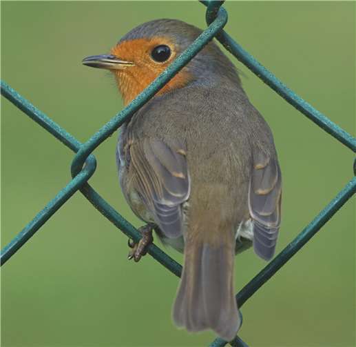 Die Teilnehmer erleben den Klang des Rotkehlchens.Fotos: privat