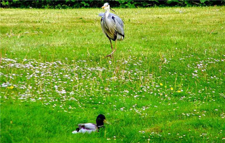 Die Thürer Wiesen bieten Lebensraum für viele verschiedene Tiere. Dietmar Groß hat dort einen Fischreiher und eine männliche Stockente vor die Linse bekommen. Foto: Dietmar Groß