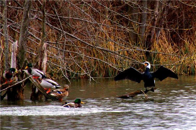 Die Thürer Wiesen sind ein kleines Paradies, man sieht immer etwas anderes, zum Beispiel einen Kormoran mit einem weißen Kopf, aufgenommen von unserem Leser Dietmar Groß. Foto: Dietmar Groß