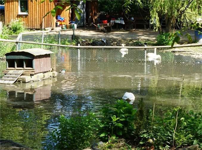 Die Tier- und Naturfreunde Schwanenteich e.V. suchen Helfer.  Foto: ROB