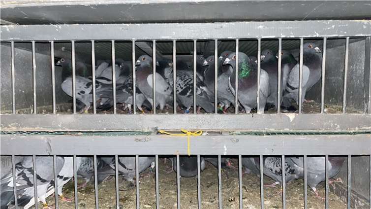 Tierschutzwidriger Transport: Veterinäramt beschlagnahmt 134 Brieftauben Die Tiere befanden sich in einem schlechten Zustand. Foto: Rhein-Sieg-Kreis