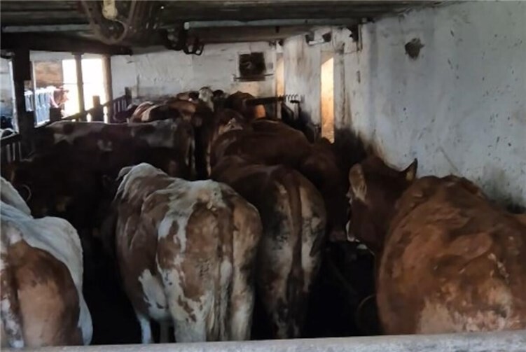 Die Tiere im Rinderbetrieb im Landkreis Neuwied sind kotverdreckt.