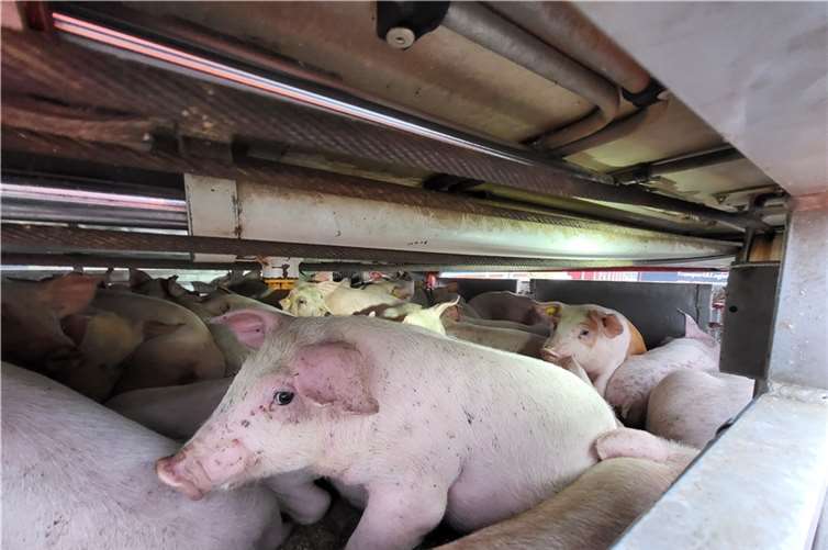 Die Tiere im Transporter. Fotos: Rhein-Sieg-Kreis