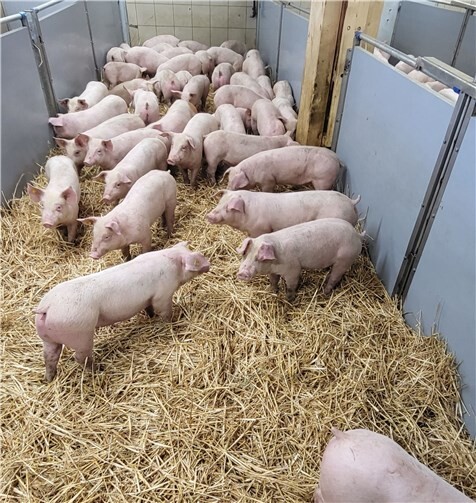 Die Tiere in der Sammelstell.