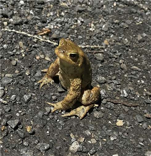 Die Tiere werden durch rücksichtslose Raser bedroht.  Foto: privat