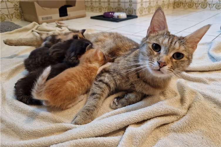 Die Tierschutzarbeit des Vereins „Katzenschutzfreunde Rhein-Ahr-Eifel e.V.“, der 1045 Mitglieder zählt, könnte erheblich erleichtert werden, wenn Katzenhalter die Katzenschutzverordnung der Verbandsgemeinde Brohltal befolgen würden. Foto: privat