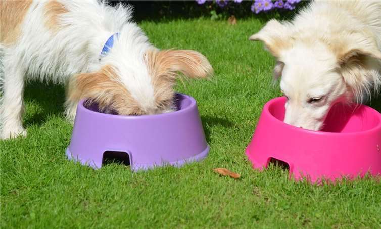 Die Tiertafel hilft Tierhaltern in Not.