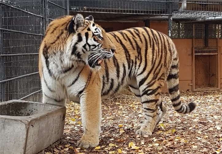 Die Tigerin Kimba zog im Neuwieder Zoo ein. . Fotos: Zooschule
