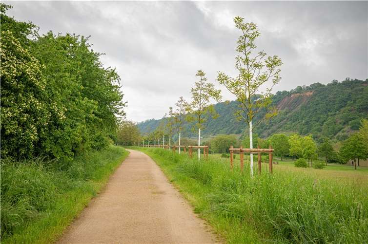 Die Tollitäten-Allee am Gülser Moselbogen bietet auch noch in den kommenden Jahren ausreichend Platz für die Würdigung des jeweiligen Prinzen und seiner Confluentia.