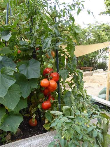 Die Tomaten wurden von Tag zu Tag größer.