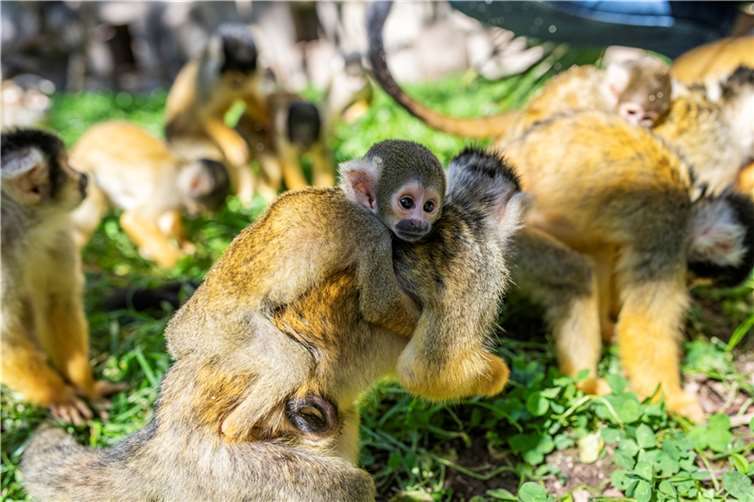 Die Totenkopfäffchen im Neuwieder Zoo.  Foto: Marcus Propach