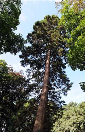 Die Tourist Information Neuwied bietet Waldbaden an. Foto: Stadt Neuwied