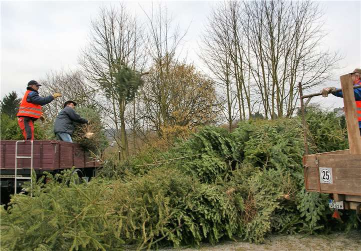 Die Traktorfreunde sammeln die ausgedienten Weihnachtsbäume ein und nutzen sie anschließend für einen Wettbewerb. Foto: Traktorfreunde