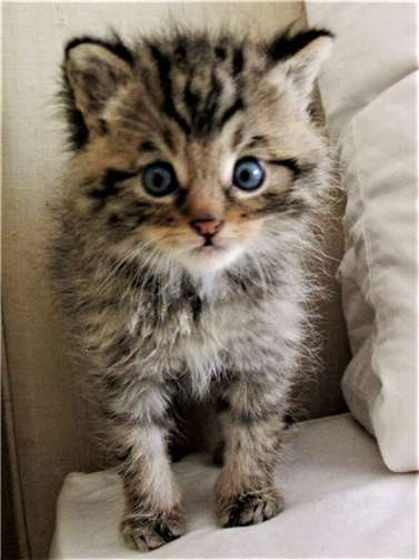 Die Unterscheidung von jungen getigerten Hauskatzen und Wildkatzen ist sehr schwierig.  Foto: privat