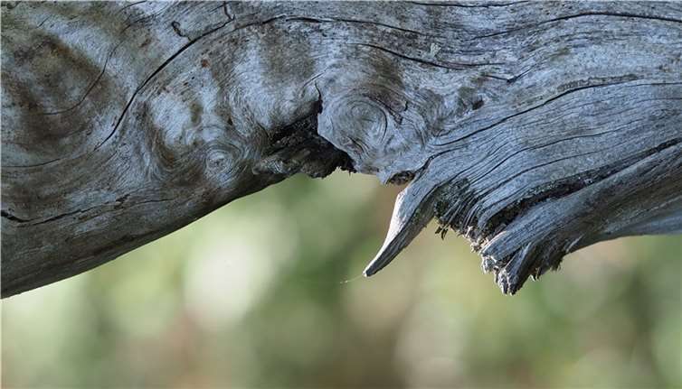 Die Veranstaltung findet am Montag, 27. Februar statt.Foto: Michael Reich