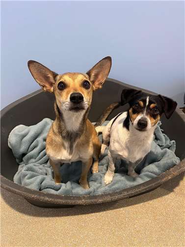 Die Vereinsmitglieder kümmern sich liebevoll um ihre Schützlinge.  Fotos:privat