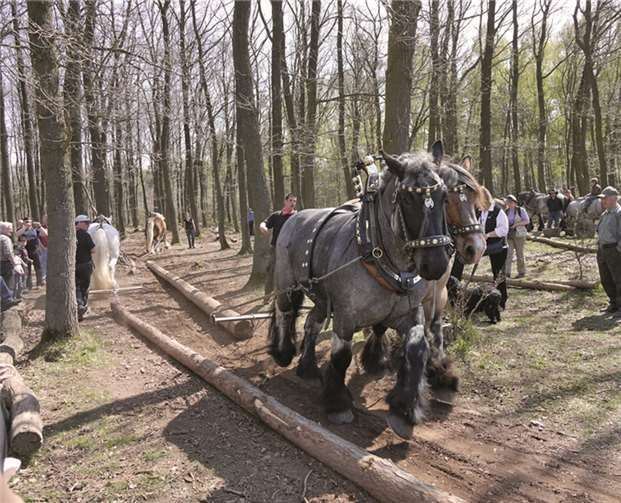 Die Vielfalt an Waldarbeiten, wie hier die Arbeit der Rückepferde, wird u.a. an diesen Tagen präsentiert. Michael Faber/LVR