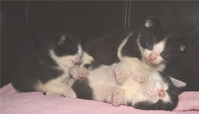 Die „Vier Zwerge aus Königswinter“ suchen ab Mitte/Ende September eine neue Familie.