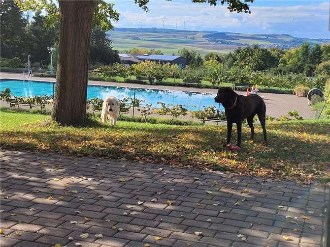 Die Vierbeiner hatten ihren Spaß.  Foto: Mechthild Wilhelm