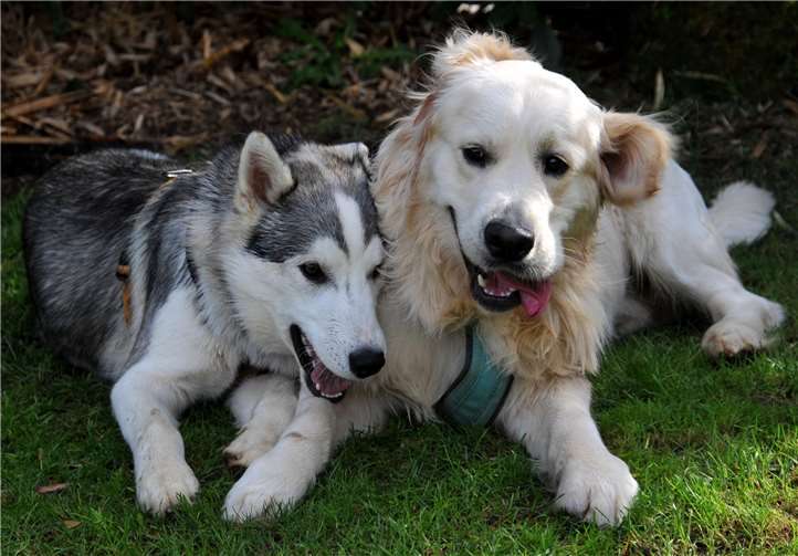 Die Vierbeiner müssen angemeldet sein. privat