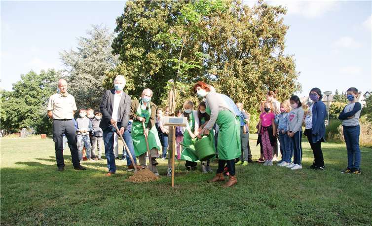 Die Viertklässler der Marienschule Bad Hönningen pflanzten den Baum des Jahres. Mit dabei (v.l.n.r.): Revierförster Christoph Kirst, Beauftragter der VG Bad Hönningen Reiner W. Schmitz, 2. Beigeordneter Werner Lahme, Baumspenderin Jutta Wendel, Baumspender Wolfgang Sierocki (verdeckt). Fotos: privat