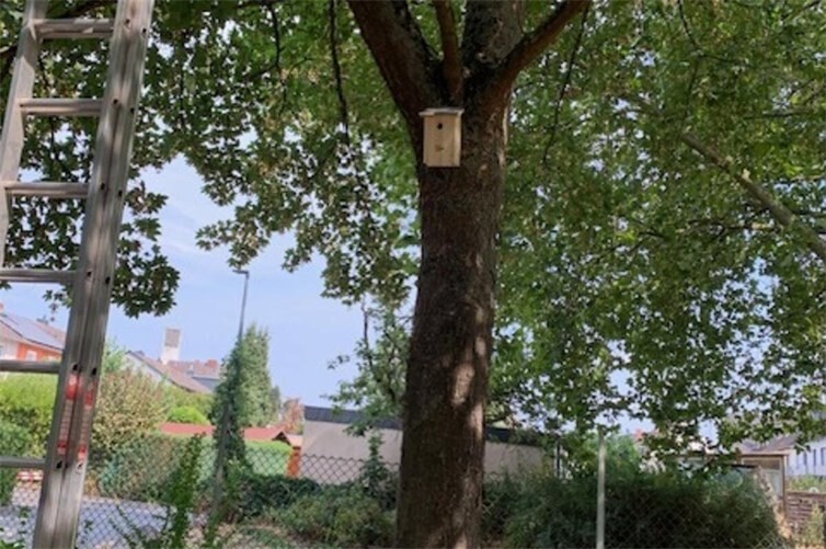 Die Vogelhäuser wurden hoch oben in den Ahornbäumenfachmännisch angebracht.