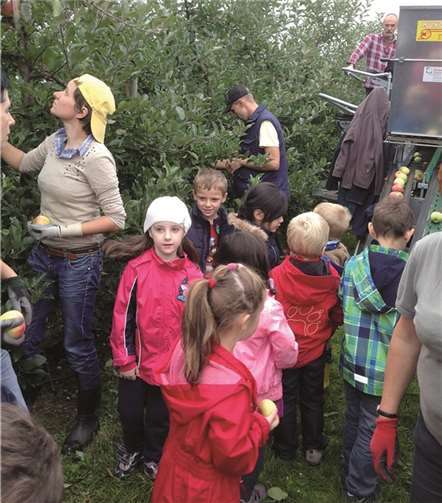 Die Vorschulkinder der städtischen Kita „Pusteblume“ helfen bei der Apfelernte. Stadt Meckenheim