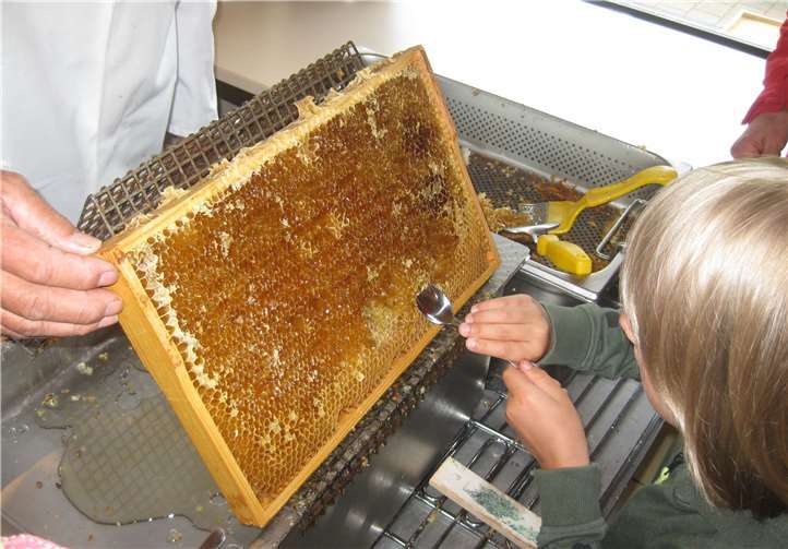Die Waben werden vom Wachs befreit.
