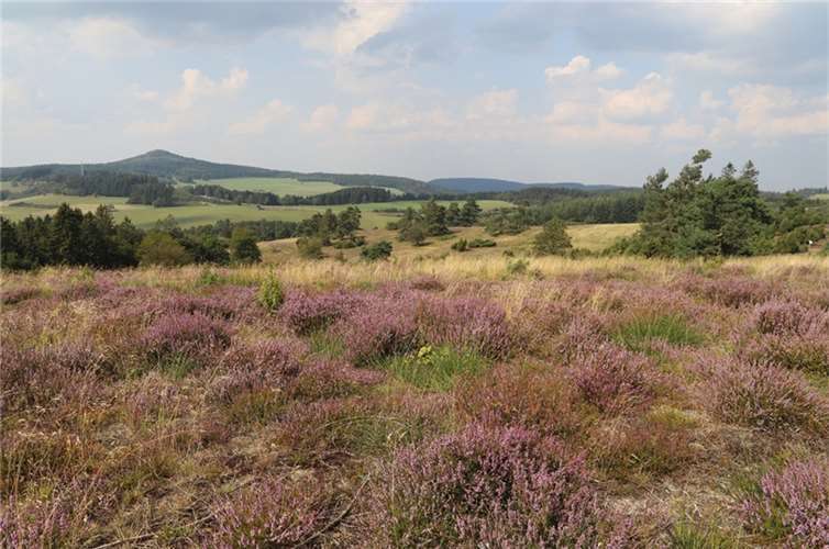 Die Wacholderheiden im Naturschutzgebiet „Menkepark“ sind bedeutsam und werden daher geschützt. Foto: © Jörg Hilgers