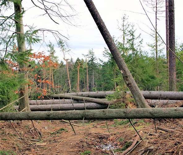 Die Waldschäden haben schon ein deutliches Ausmaß angenommen. Nun soll versucht werden, den Wald mit klimastabilen Bäumen wieder zum Leben zu erwecken.Fotos: Parents for Future