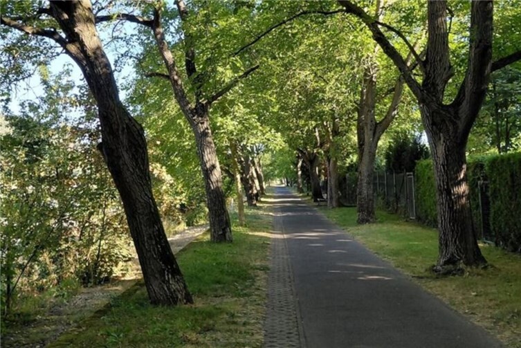 Die Walnussbaum-Allee.