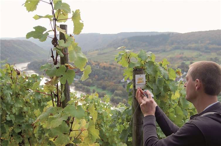 Die Wanderer werden sicher geleitet und können den perfekten Ausblick genießen.