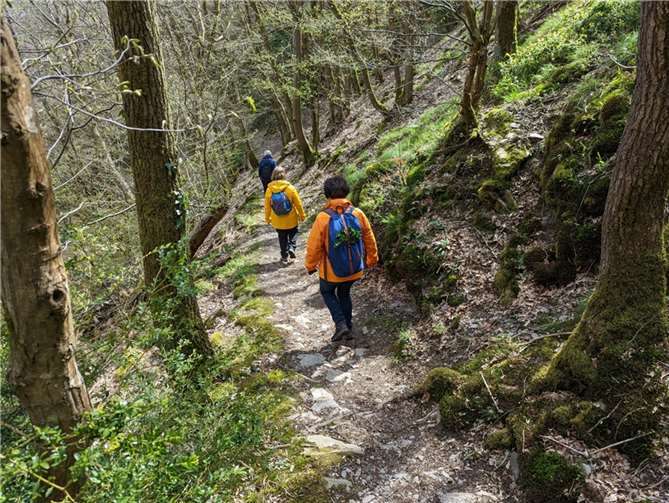 Die Wanderung auf dem Buchsbaumpfad findet am Palmsonntag, 2. April statt. Quelle: Tourist-Information Treis-Karden