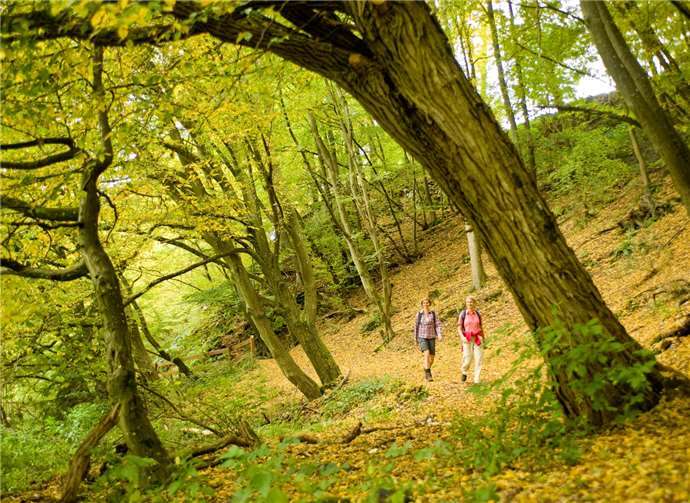 Die Wanderungen führen durch Wald und Feld.