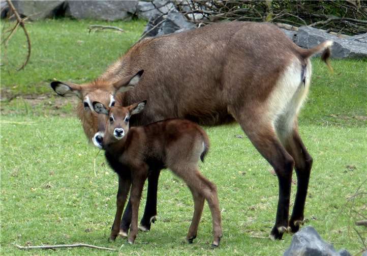 Die Wasserböcke haben ein Jungtier. Fotos: Zoo Neuwied