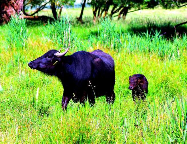 Die Wasserbüffel in den Thürer Wiesen haben wieder Zuwachs bekommen. Foto: Dietmar Großt