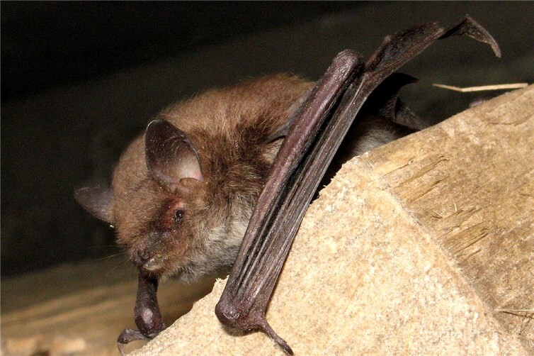 Die Wasserfledermaus