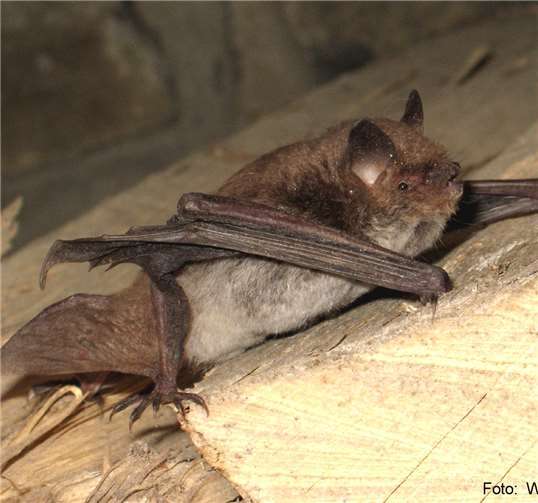 Die Wasserfledermaus ist eine der Arten, die es zu entdecken gibt. Foto: W. Müller