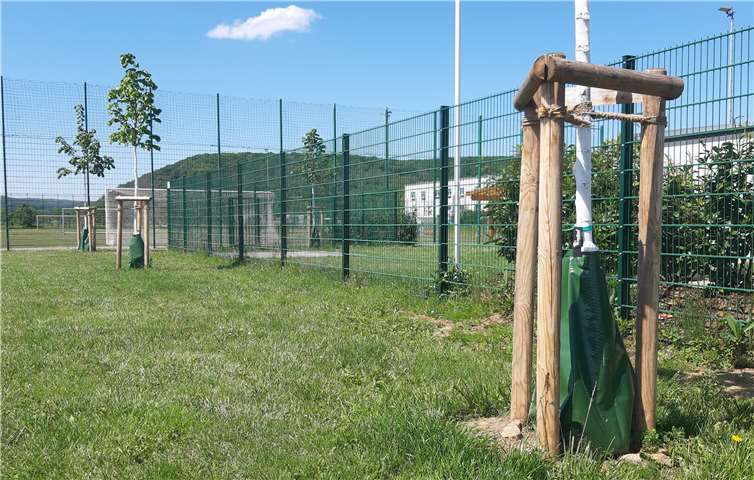 Die Wassersäcke sorgen dafür, dass die Bäume nicht mehr austrocknen. Foto: Stadt Remagen