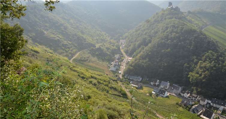 Die Weinbergsbrachen bei Alken sollen freigestellt werden, damit ein Lebensraum für gefährdete und seltene Tierarten entstehen kann. Fotos: Kreisverwaltung Mayen-Koblenz