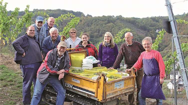 Die Weinfreunde - hier 2012 bei der Jungfernlese - freuen sich auf die voraussichtlich Mitte Oktober stattfindende erste große Lese und hoffen auf viele Lesehelfer.privat