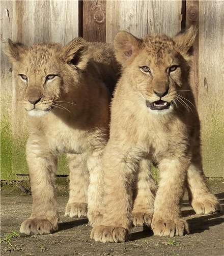 Die Welpen begeistern große und kleine Zoobesucher.