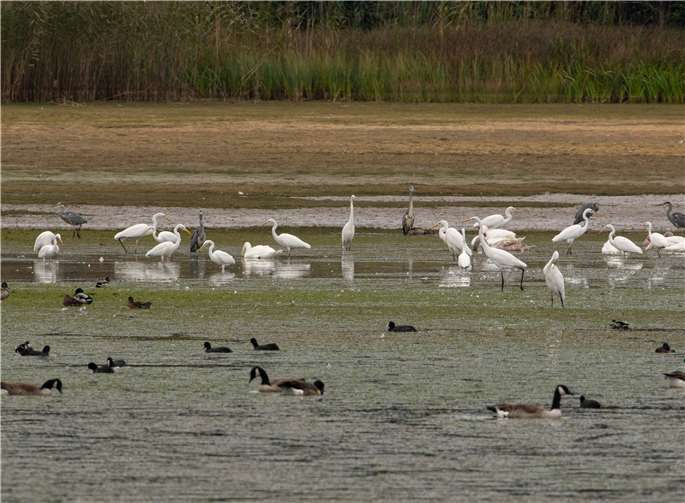 Die Westerwälder Seenplatte ist Heimat vieler teils seltener und gefährdeter Tier- und Pflanzenarten. Foto: Marcel Weidenfeller