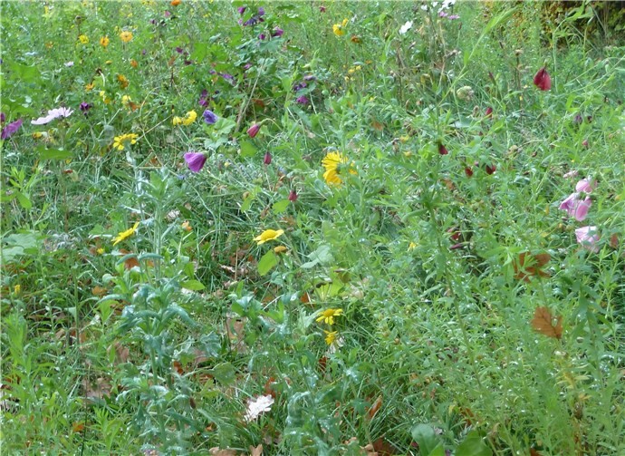 Die Wiese blüht in einer großen, bunten Vielfalt einheimischer Blumen.