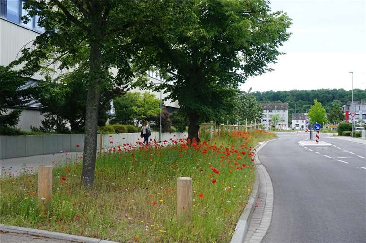 Die Wildblumen-Einsaaten im Stadtgebiet, wie hier in der Ferdinand-Sauerbruch-Straße, werden jetzt mit dem Balkenmäher auf zehn Zentimeter herunter geschnitten. Foto: Stadt Koblenz/ Verena Groß