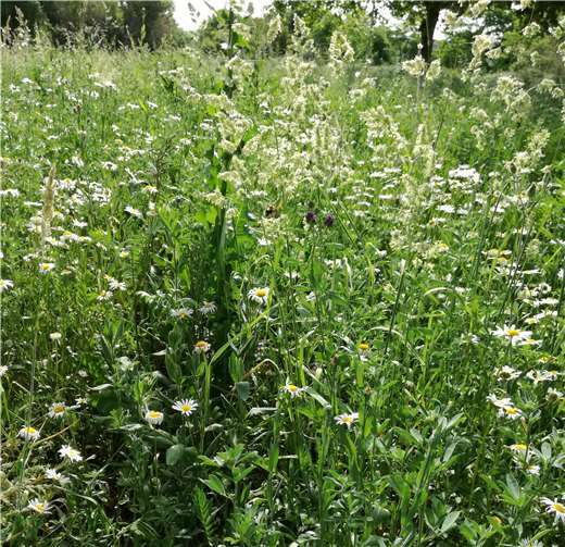 Die Wildblumenwiese am Verkehrsübungsplatz.