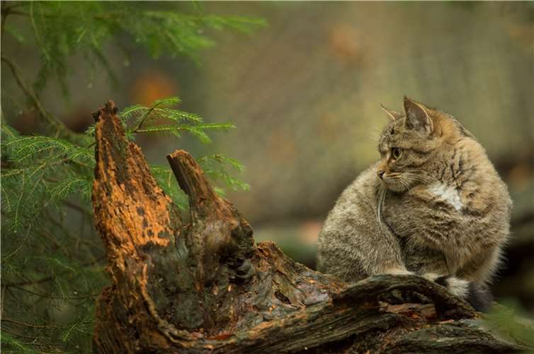 Die Wildkatze hat den Herbst bereits im Blick.  Foto: Marcus Propach